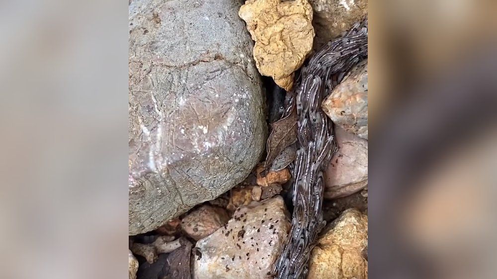 Ekel-Fund: "Ast" entpuppt sich als Hunderte von Würmern