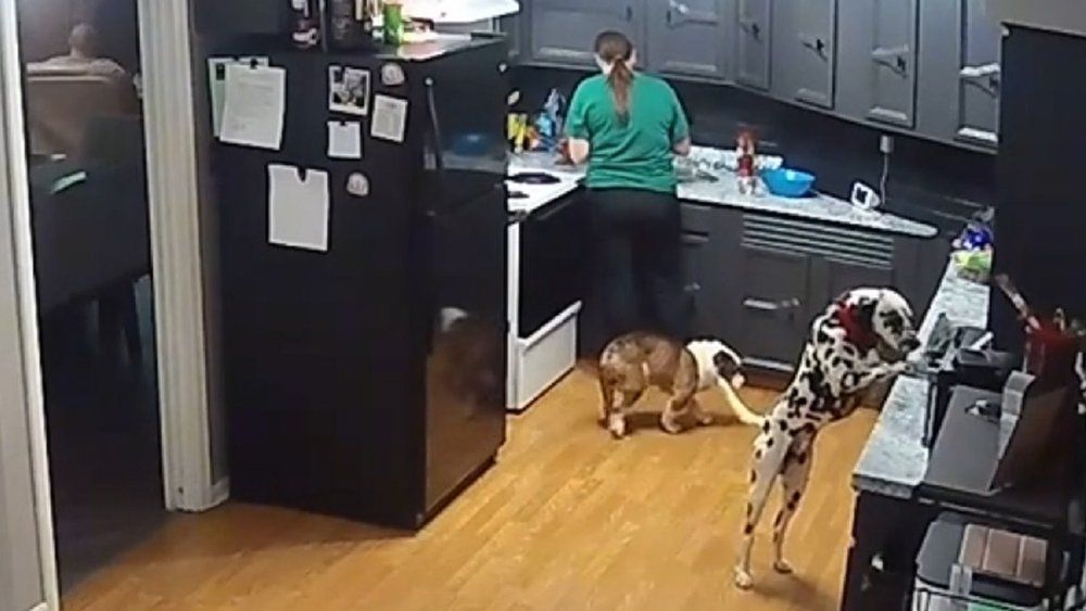 Dalmatiner klaut Fertiggericht - Bulldogge steht Schmiere