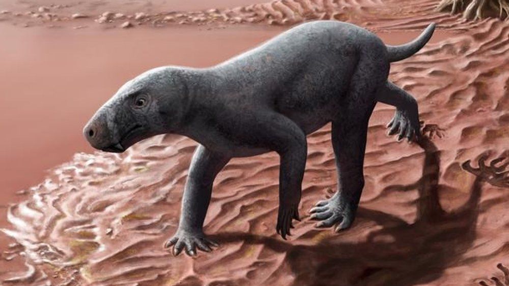 Sensationsfund auf Mallorca: Ältestes Säugetier der Welt entdeckt
