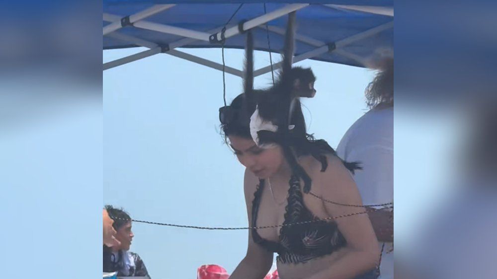 Video: Babyaffe in Windeln chillt am Strand