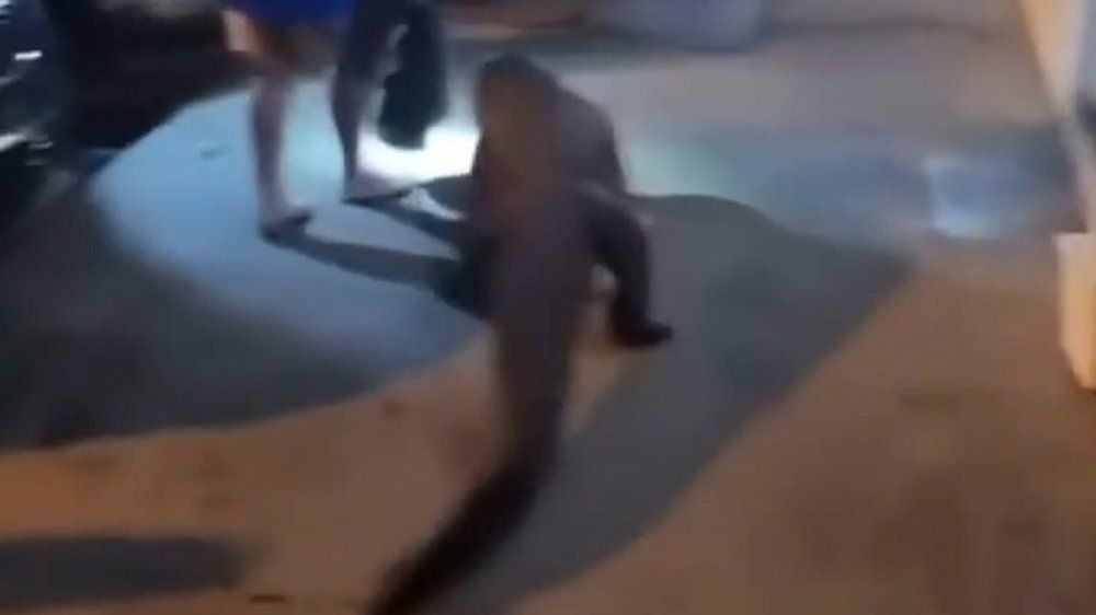 Video: 1,83-Meter-Alligator schlendert vor Motel umher
