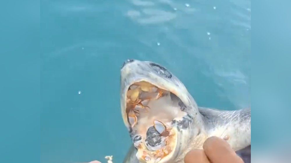 Rescuer frees sea turtle from dangerous barnacle infestation