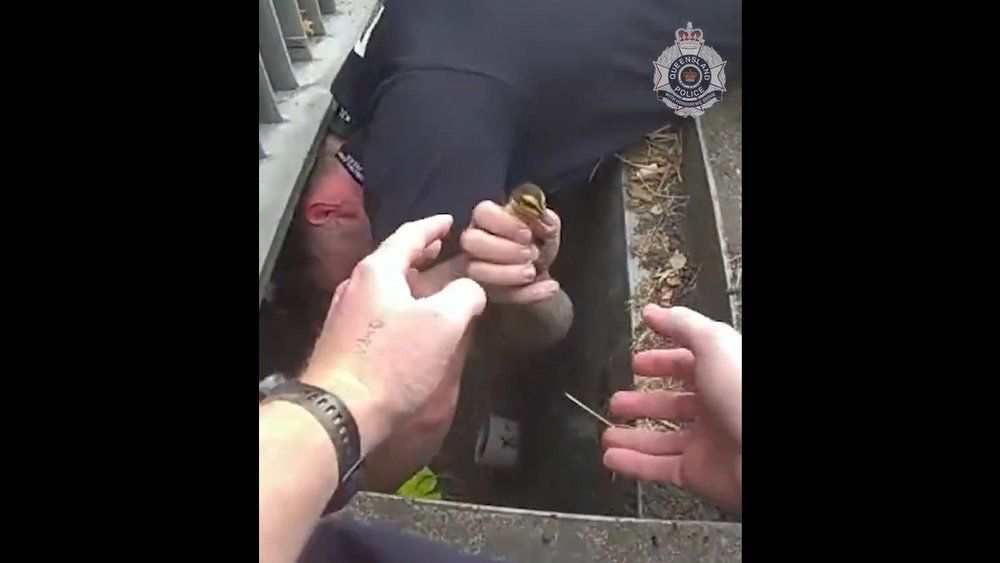 Video: Süßer Einsatz: Polizisten retten Entenküken aus Abfluss