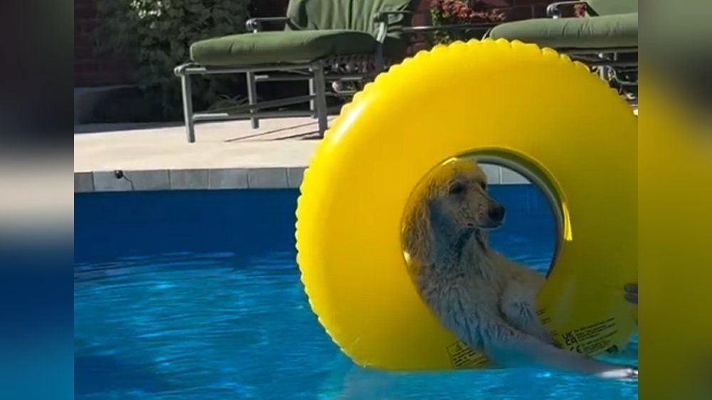 Video: Pudel im Schwimmreifen begeistert das Internet