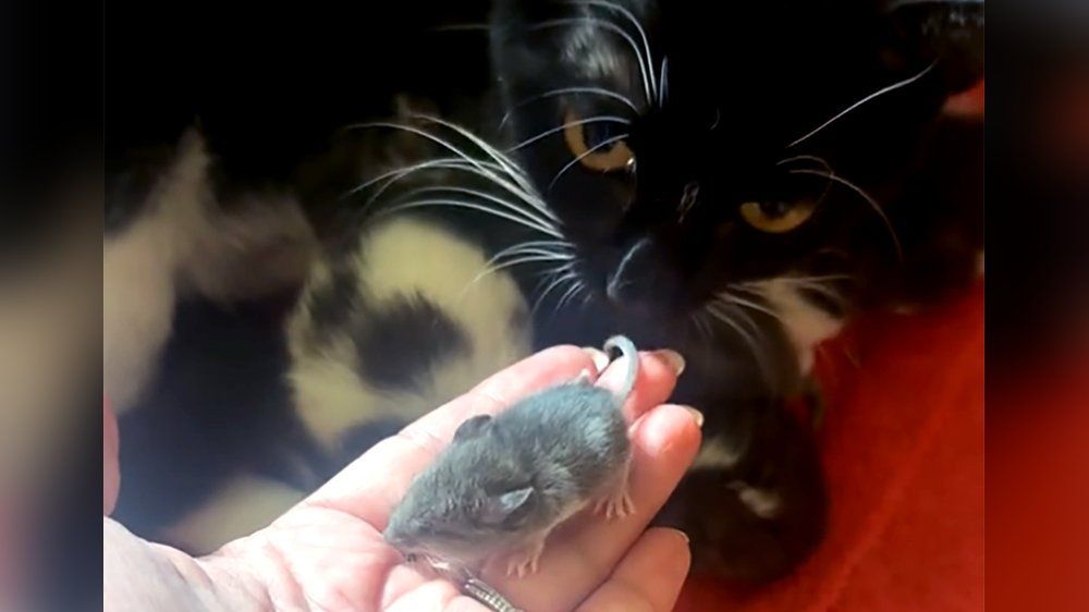 Video: Katzenmama adoptiert Maus - das Netz feiert sie