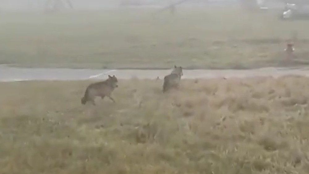 Video: Zwei Wölfe streifen über Spielplatz in Bayern
