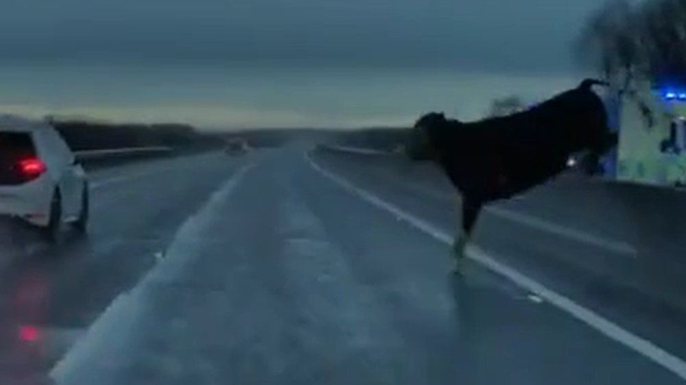 Video: Schockmoment: Kuh springt vor Auto auf die Fahrbahn