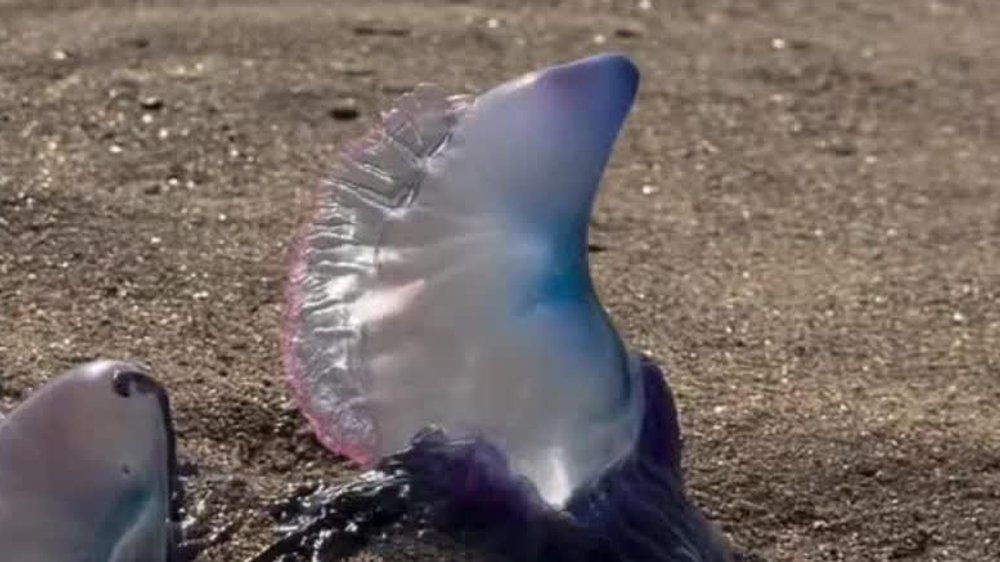 Video: Hochgiftig: Angespülte Quallentiere sorgen für Strandsperrung