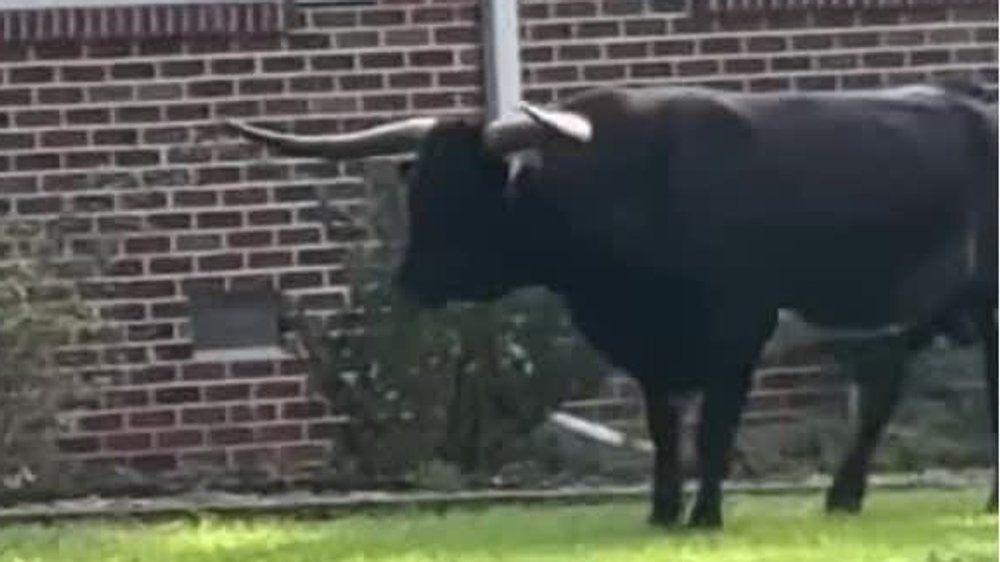 Video: Wie im Wilden Westen: Beamte jagen Stier zu Pferd und mit Lasso