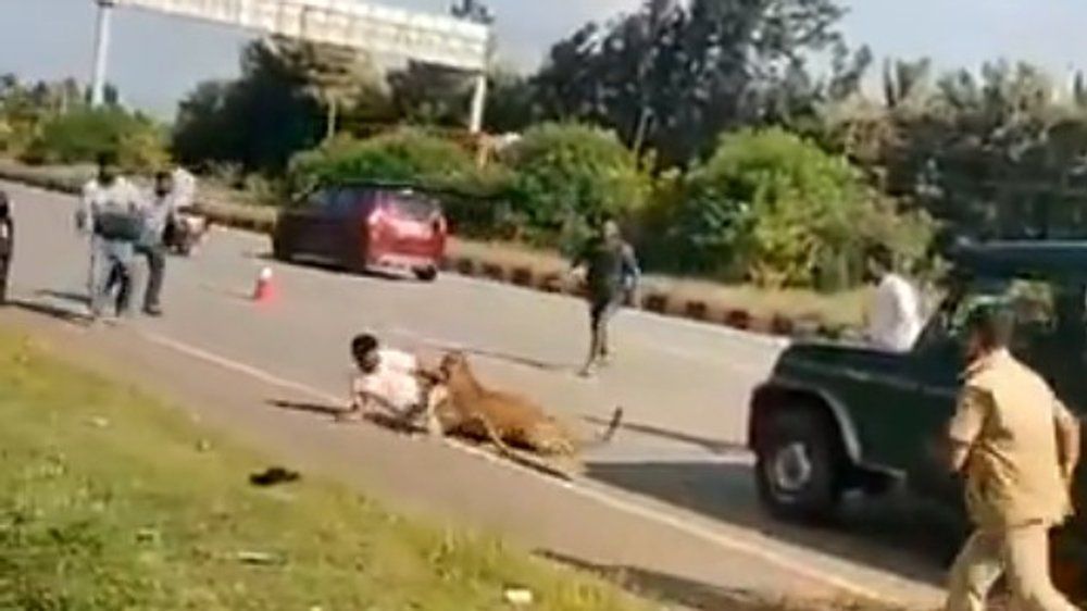 Video: Verletzter Leopard reißt Helfer zu Boden