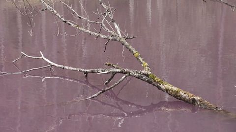 Naturspektakel im Allgäu: Purpurbakterien färben Allgäuer Weiher
