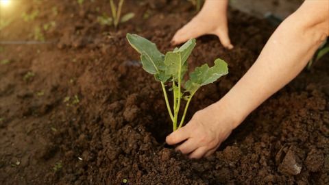 Spätfrost: So retten Sie Ihre empfindlichen Pflanzen