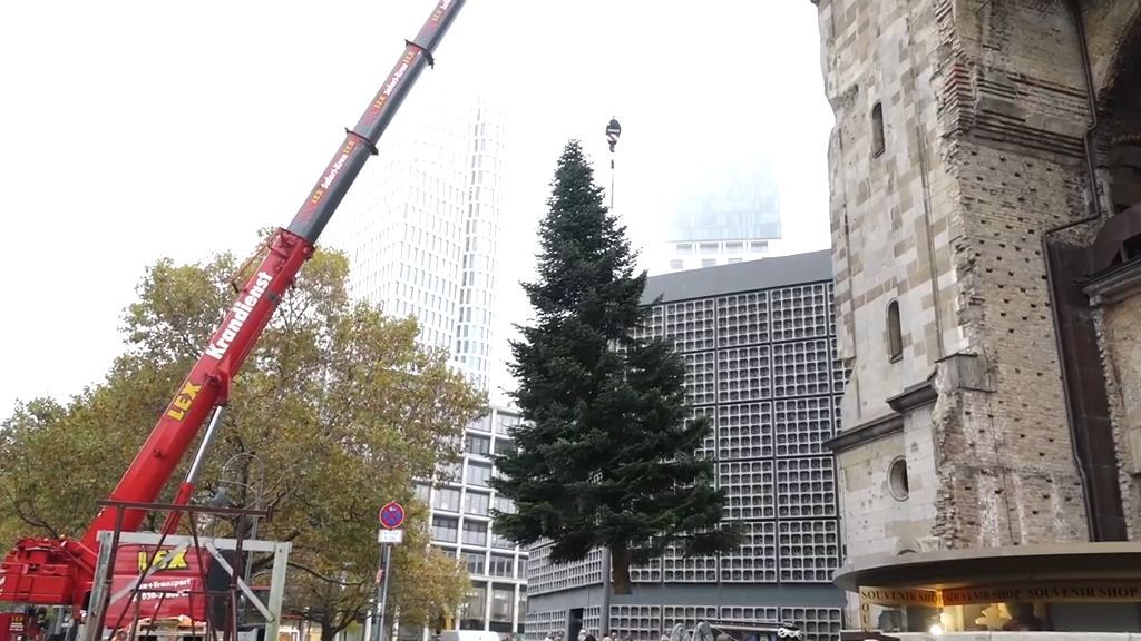 18 Meter hoch: Berliner Weihnachtsbaum pannenfrei gelandet