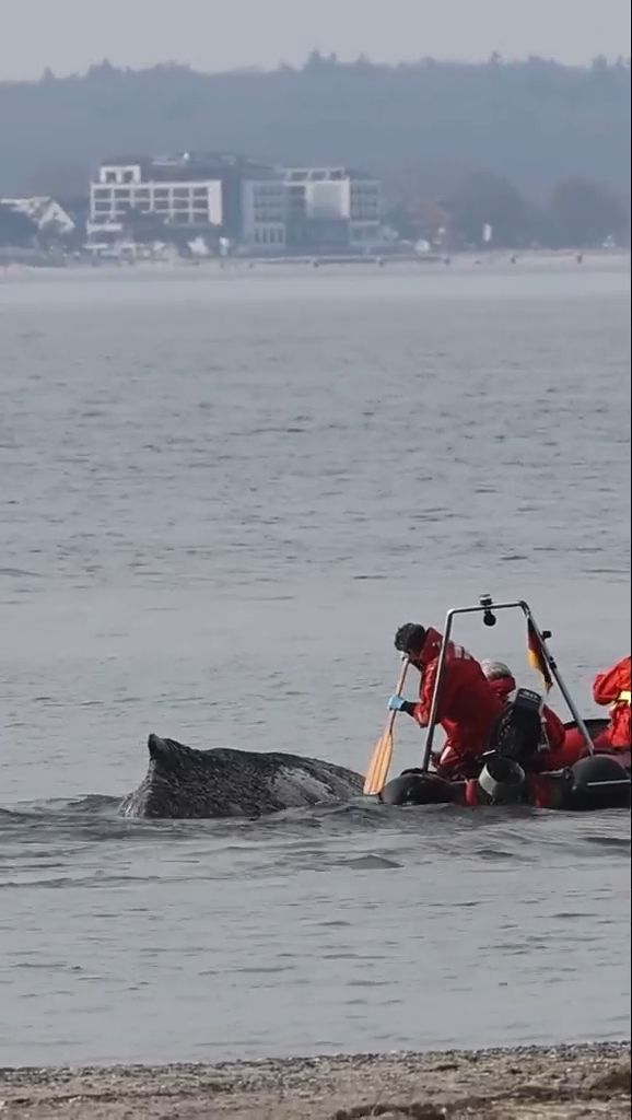 Video: Gestrandeter Wal in der Ostsee: Rettungsversuch mit Boot