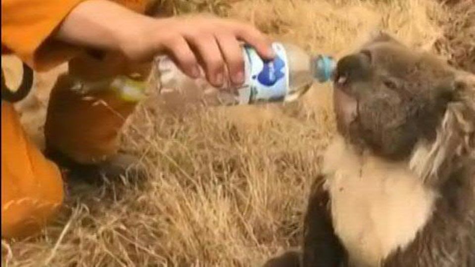 Feuerwehrmann gibt durstigem Koala Wasser