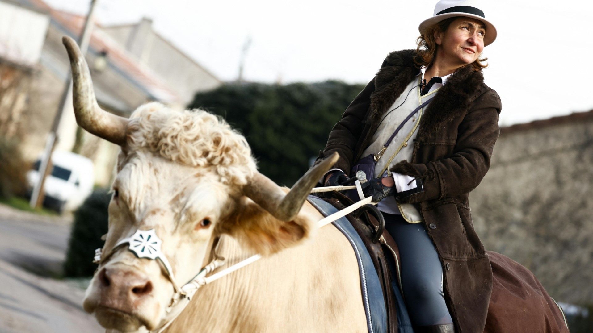 At a bull gallop: Unusual mount becomes a social media star