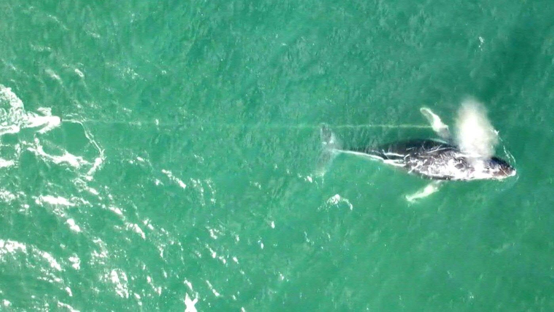 In Seil verfangen: Tierschützer wollen Wal retten