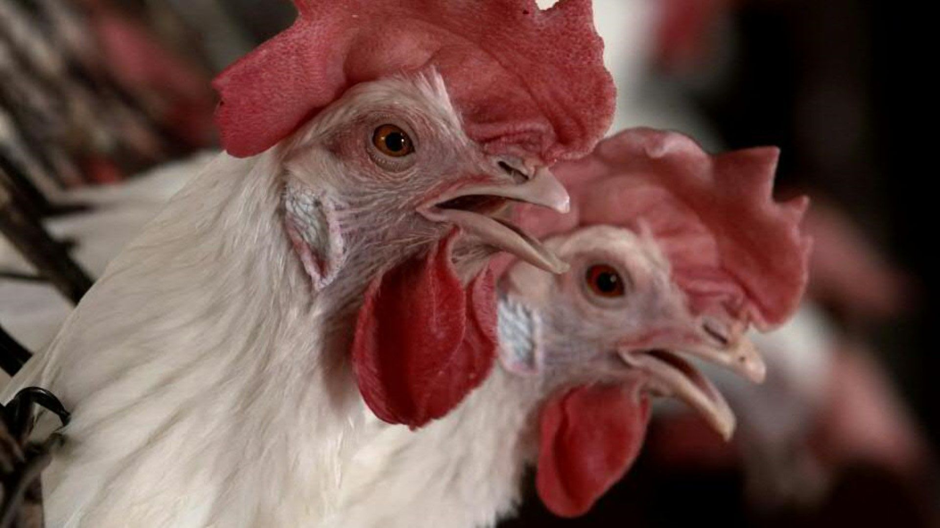 Vogelgrippe: Tödlich für Tiere, verheerend für Geflügelhalter