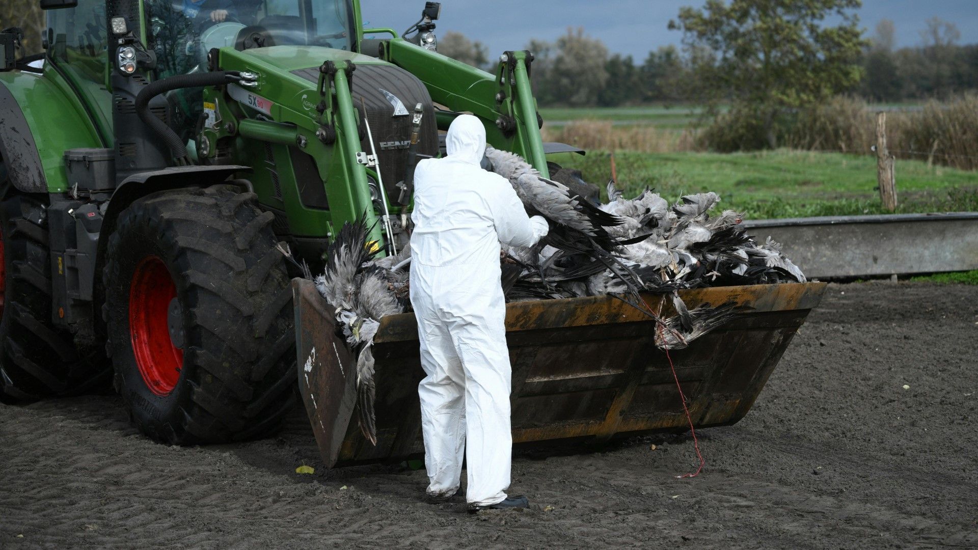 Bird flu spreading 