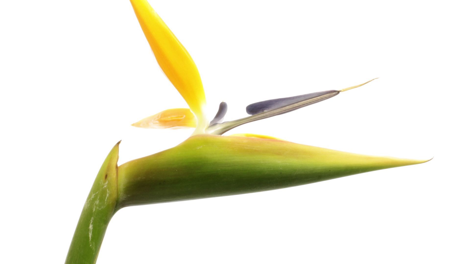 How to Make the Bird of Paradise Flower Bloom