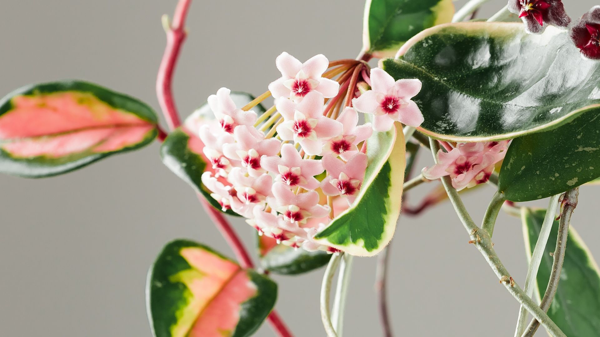 How to Care for the Porcelain Flower for a Fragrant Bloom