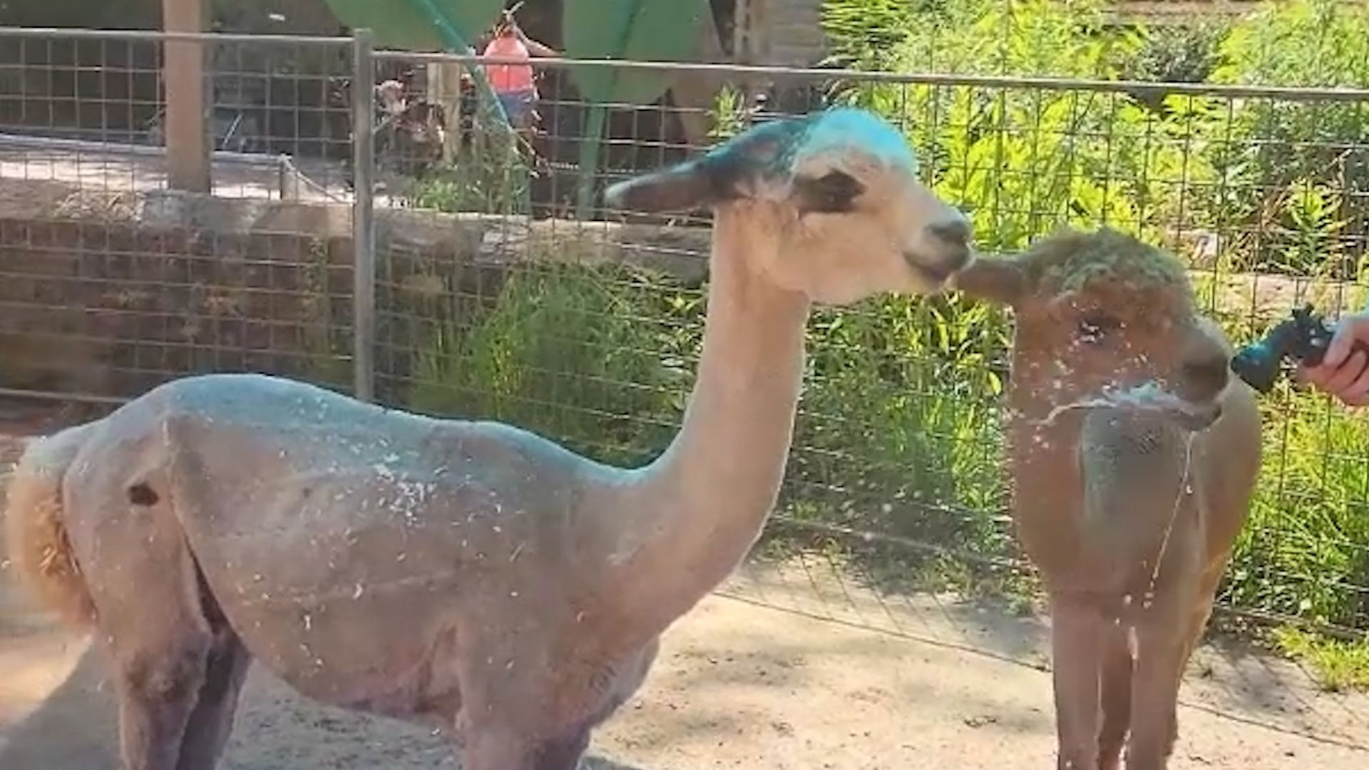 Video: Alpaka-Poolparty im Philadelphia Zoo