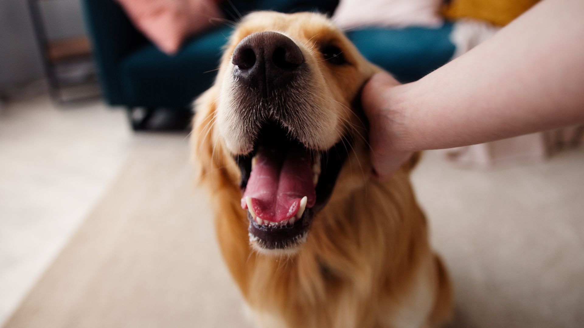 Solution for Dog Hair in the Home