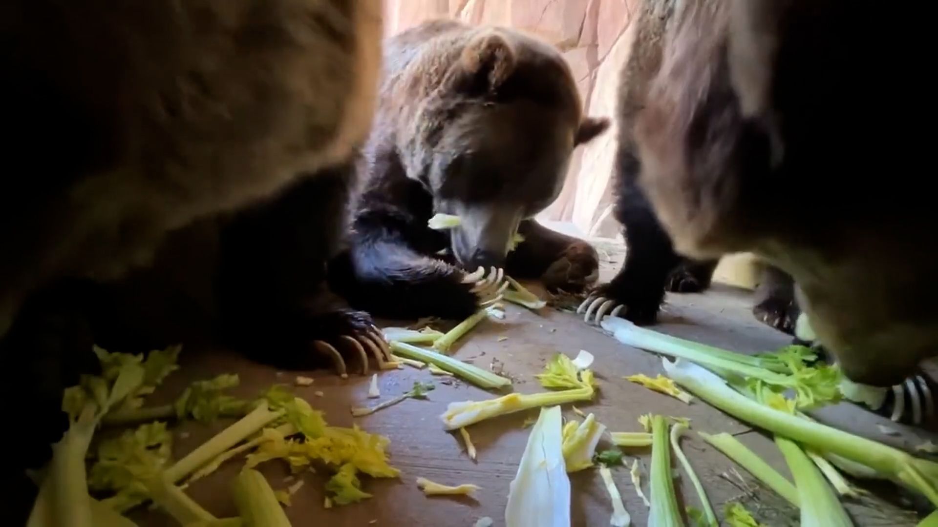 Grizzlies enjoy celery snack at Memphis Zoo
