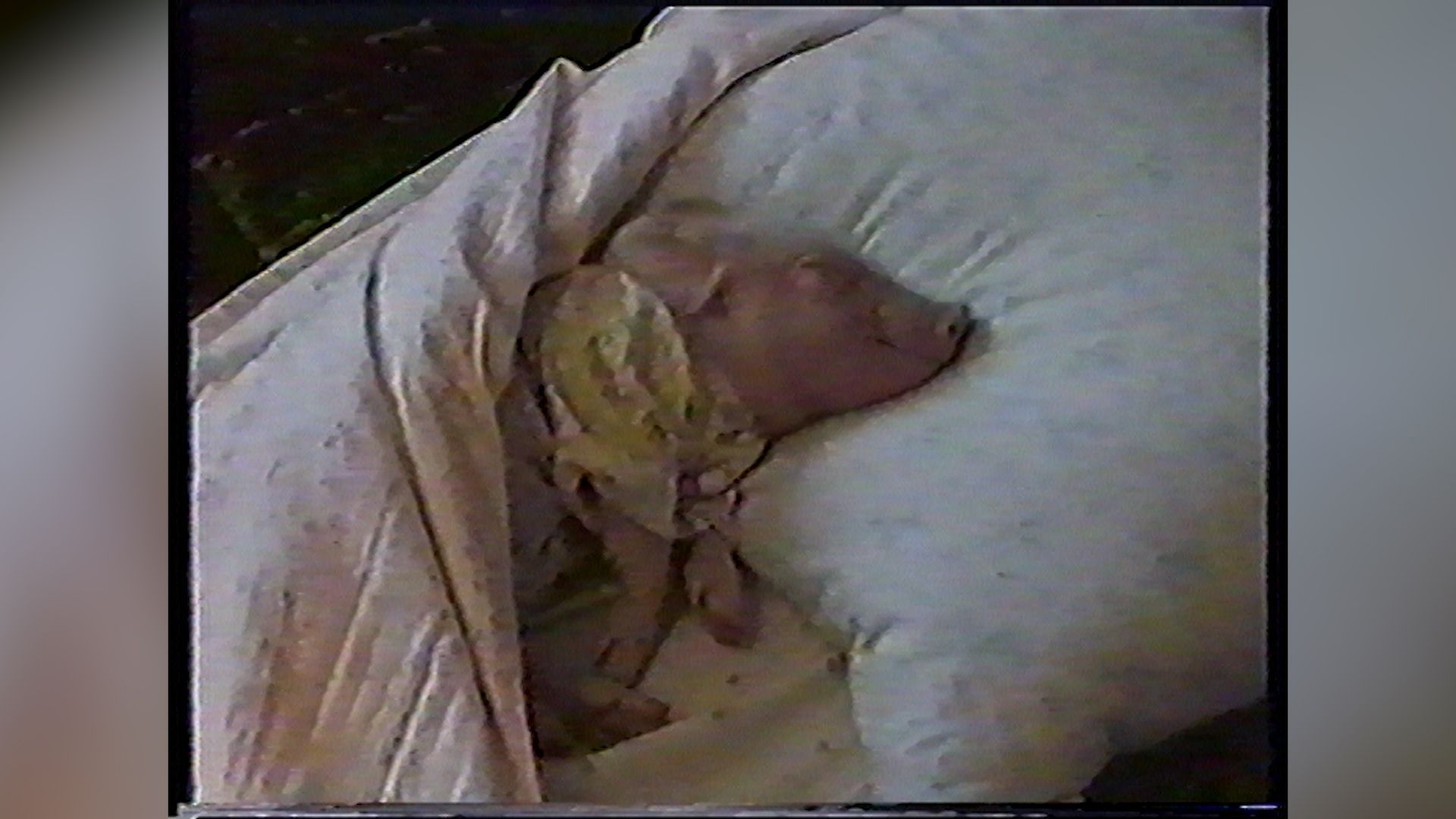 Having a pig as a pet