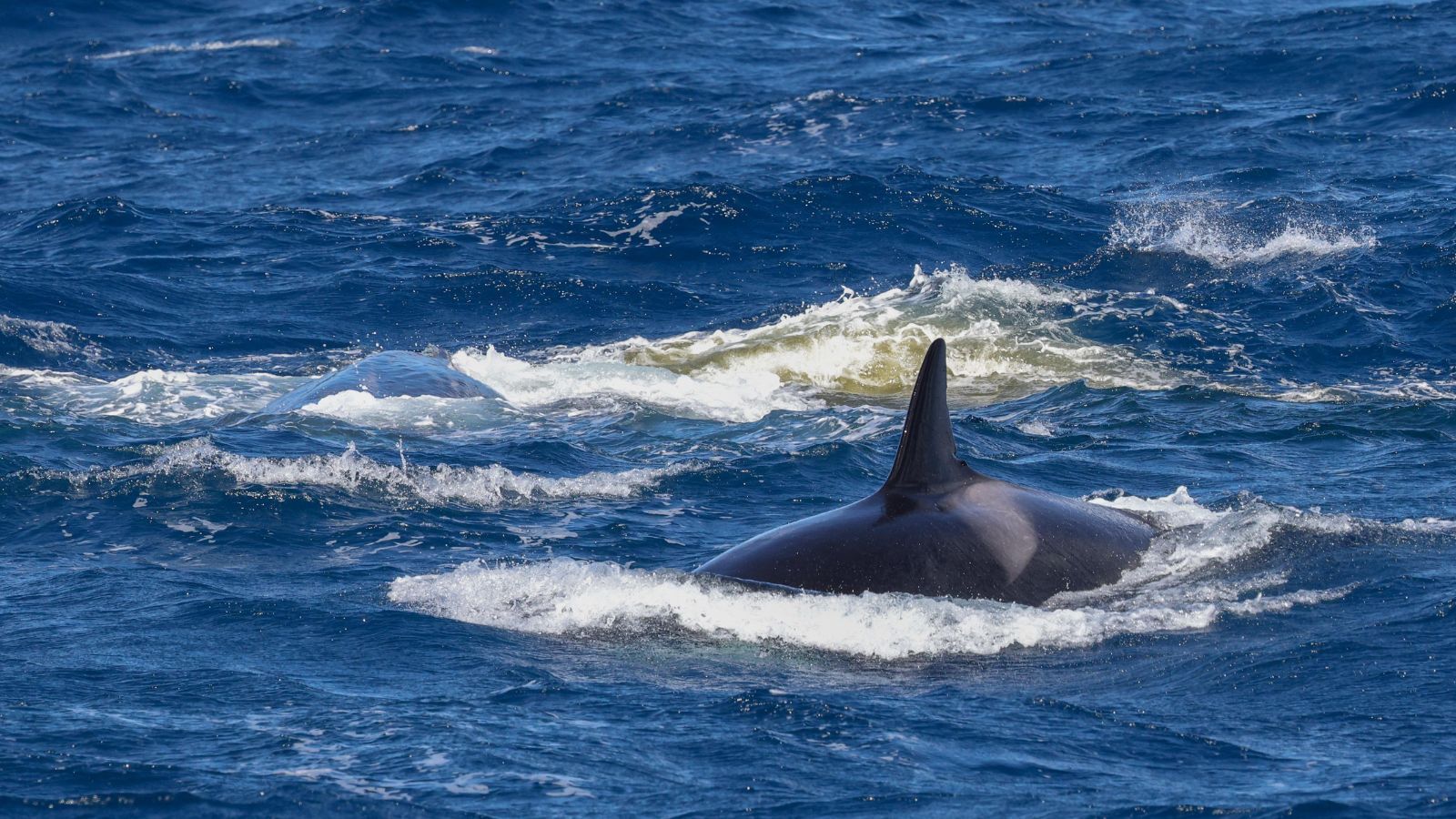 Nicht sauber, aber wirksam: Pottwale wehren Orcas mit 