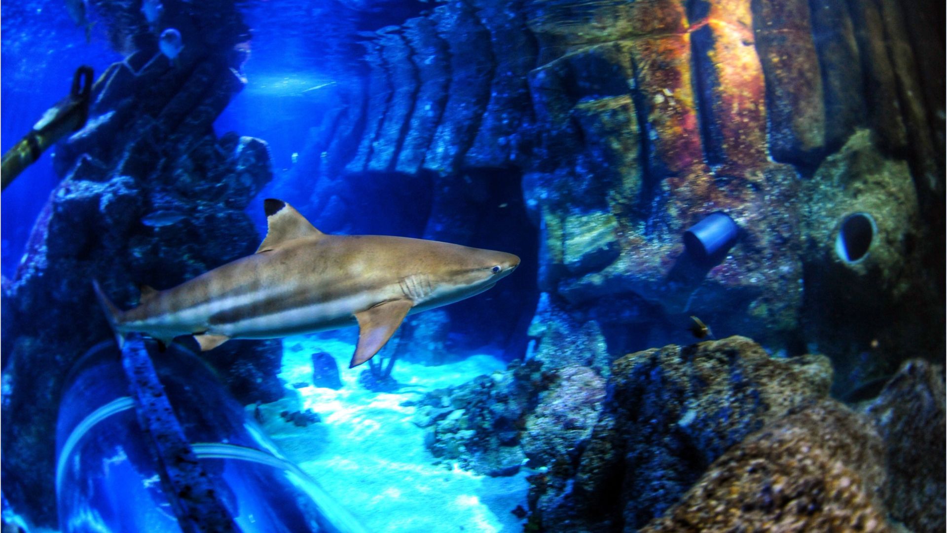 Without Bite: Does Climate Change Soften Sharks' Teeth?