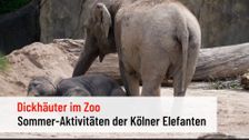 Cologne Zoo: How the elephants pass the time