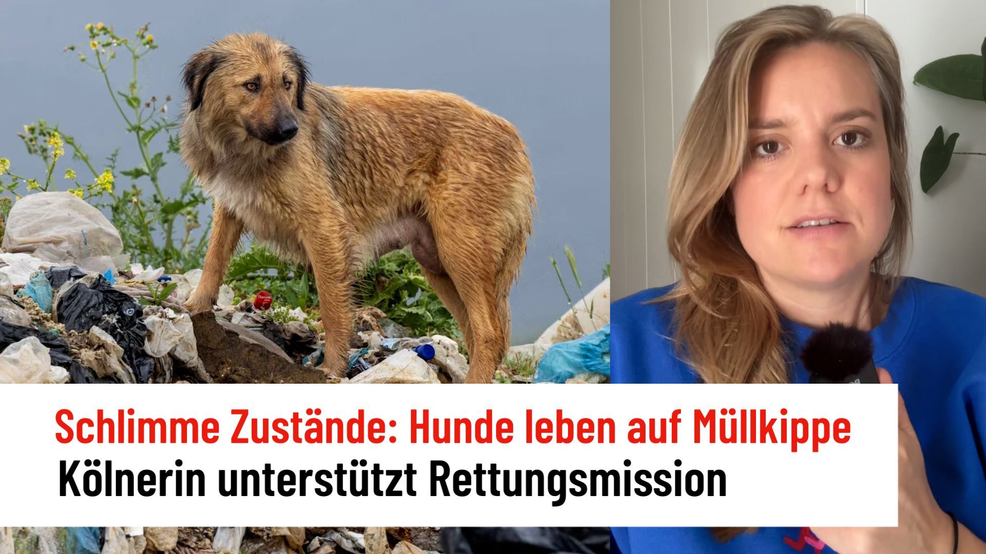 400 Hunde leben auf einer Müllkippe: Ricarda Hofmann unterstützt Rettungsmission  