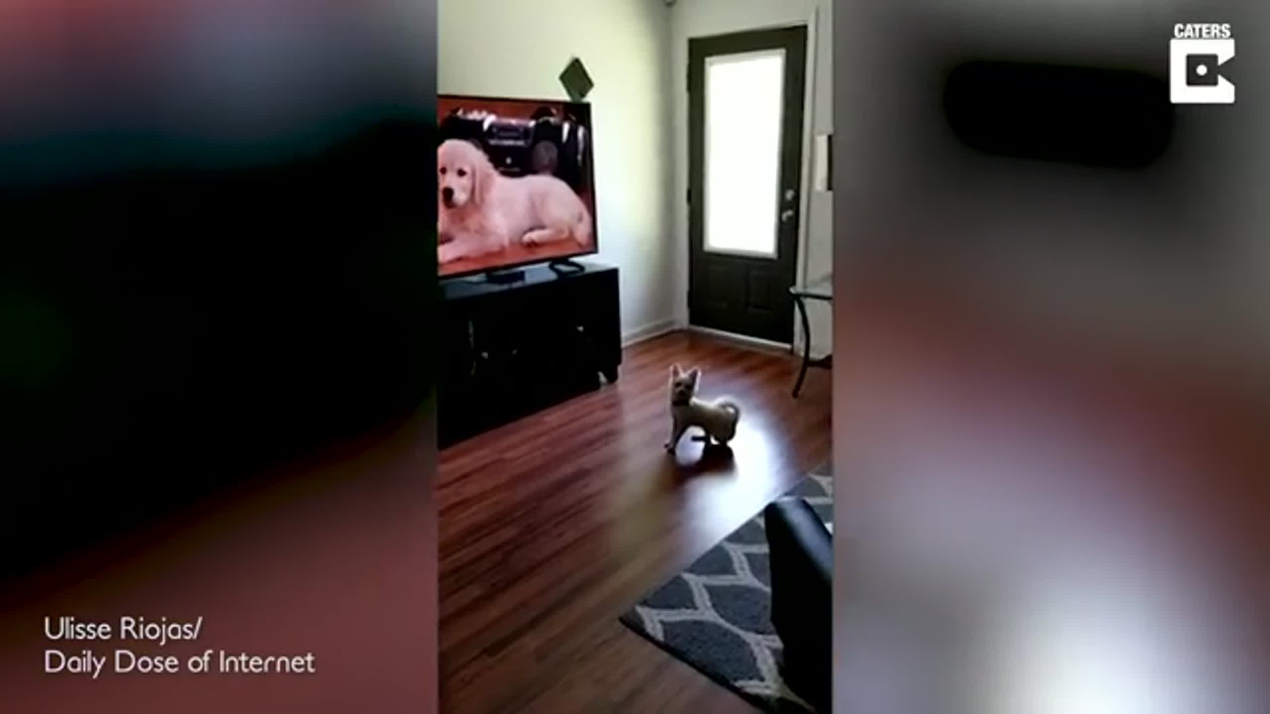 CONFUSED CHIHUAHUA LOOKS FOR DOGS BEHIND TV IN ADORABLE MOMENT CAUGHT ON CAMERA