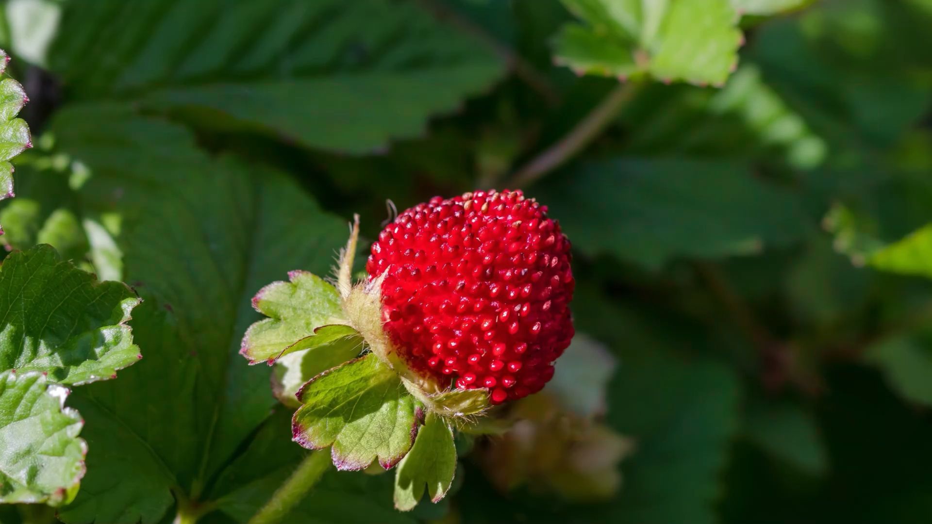 Recognizing False Strawberry: Consequences of Consumption