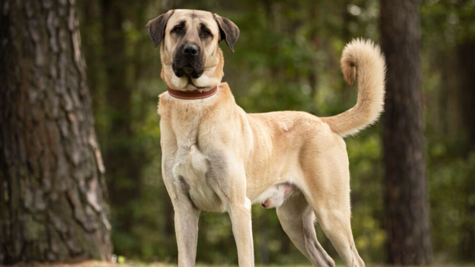 Tierheim dog Herbert becomes a lifesaver - 