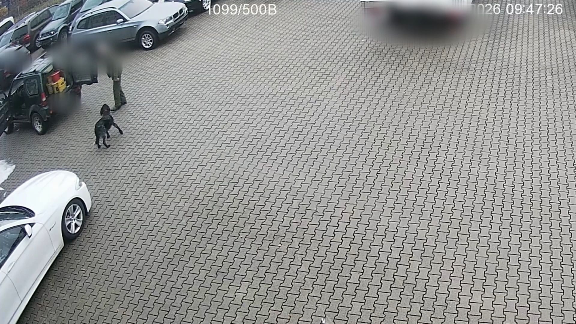 Hund brutal auf Parkplatz misshandelt - Video aus Kreis Bamberg schockiert