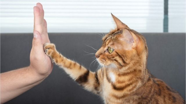 Video: Katze stupst mit ihrer Pfote: Das will sie damit sagen
