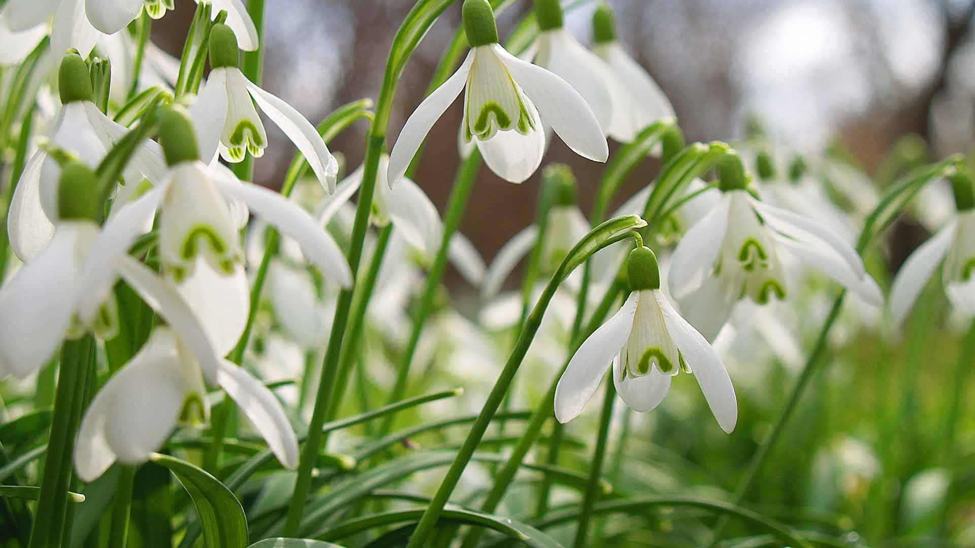Schneeglöckchen