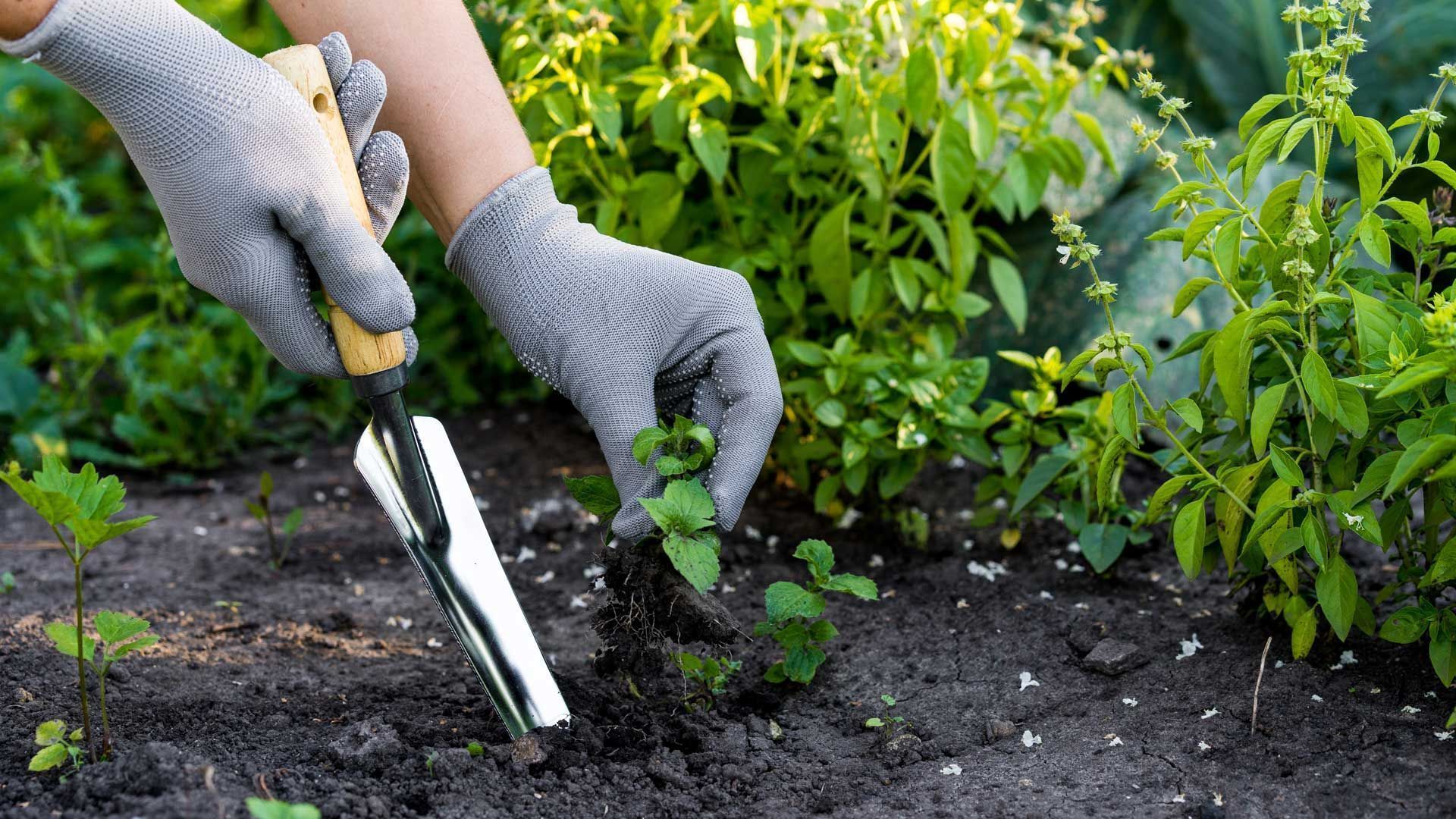 Weeding weeds? At this time, it's almost automatic
