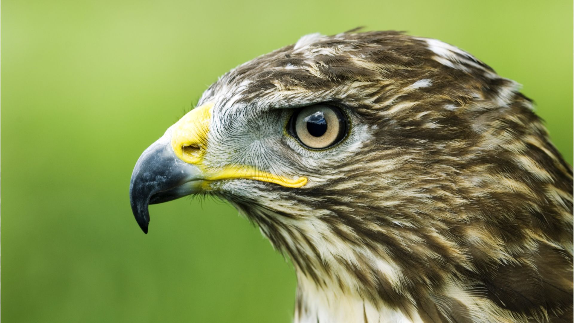 Vorsicht beim Joggen vor Angriffen von Mäusebussarden