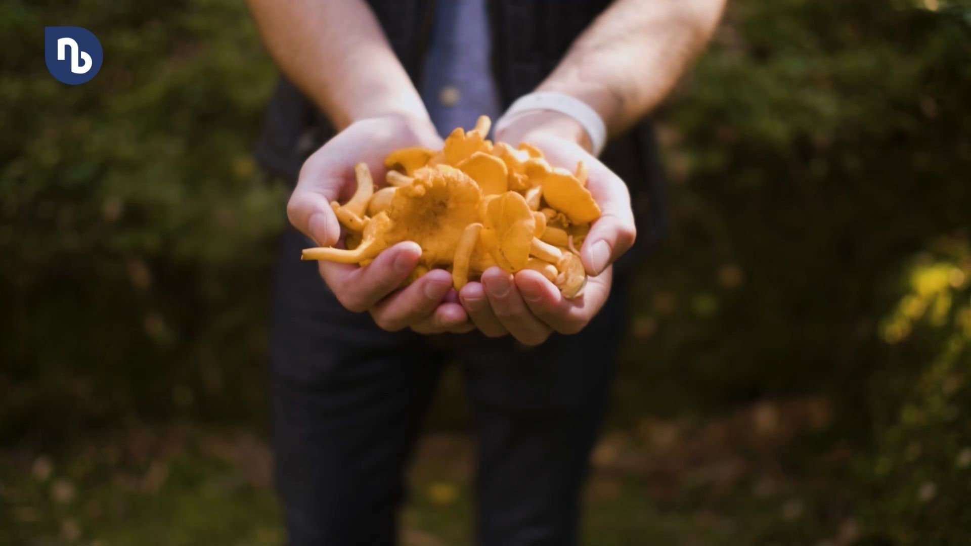 Nichts Giftiges im Körbchen: Was beim Pilzesammeln wichtig ist