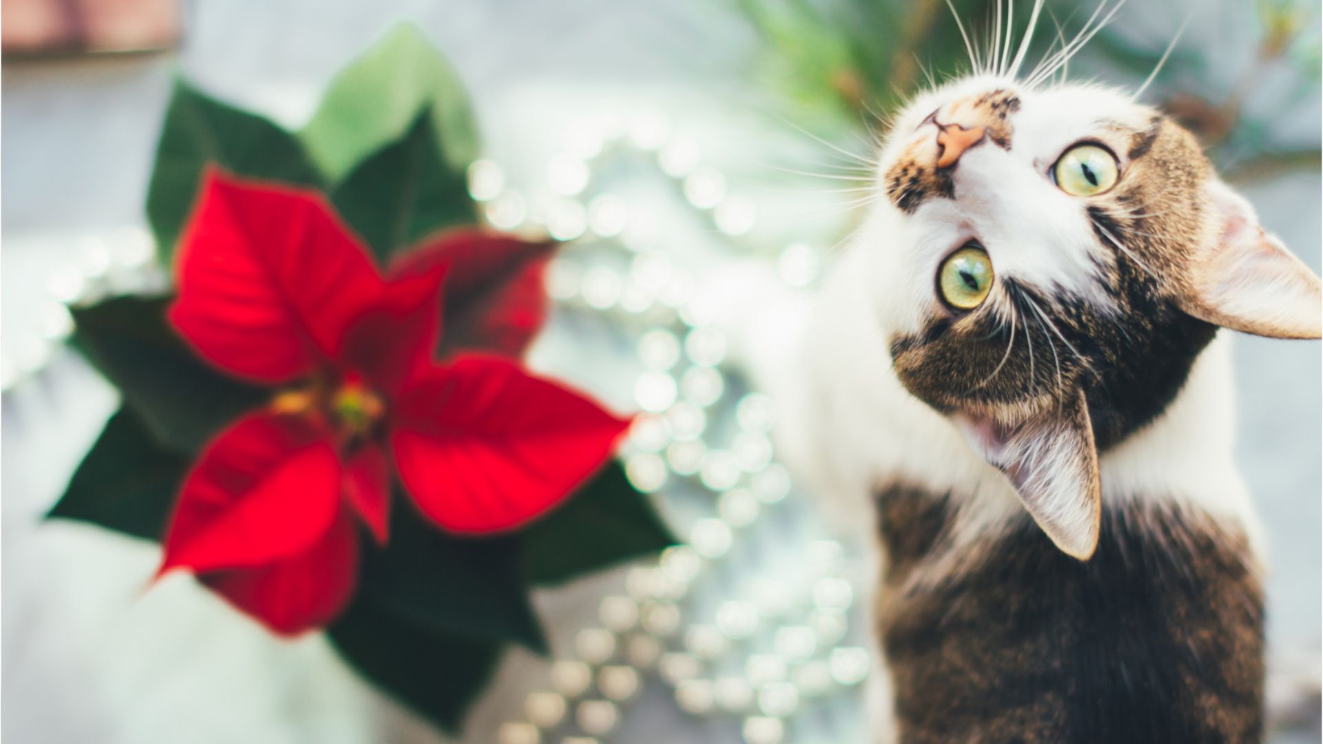 Beliebte Adventspflanze: Der Weihnachtsstern ist Gift für Haustiere
