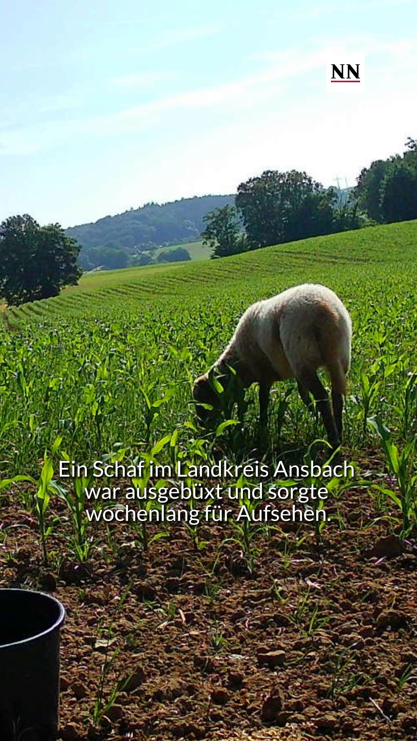 Video: Schaf "Müsli" war ausgebüxt