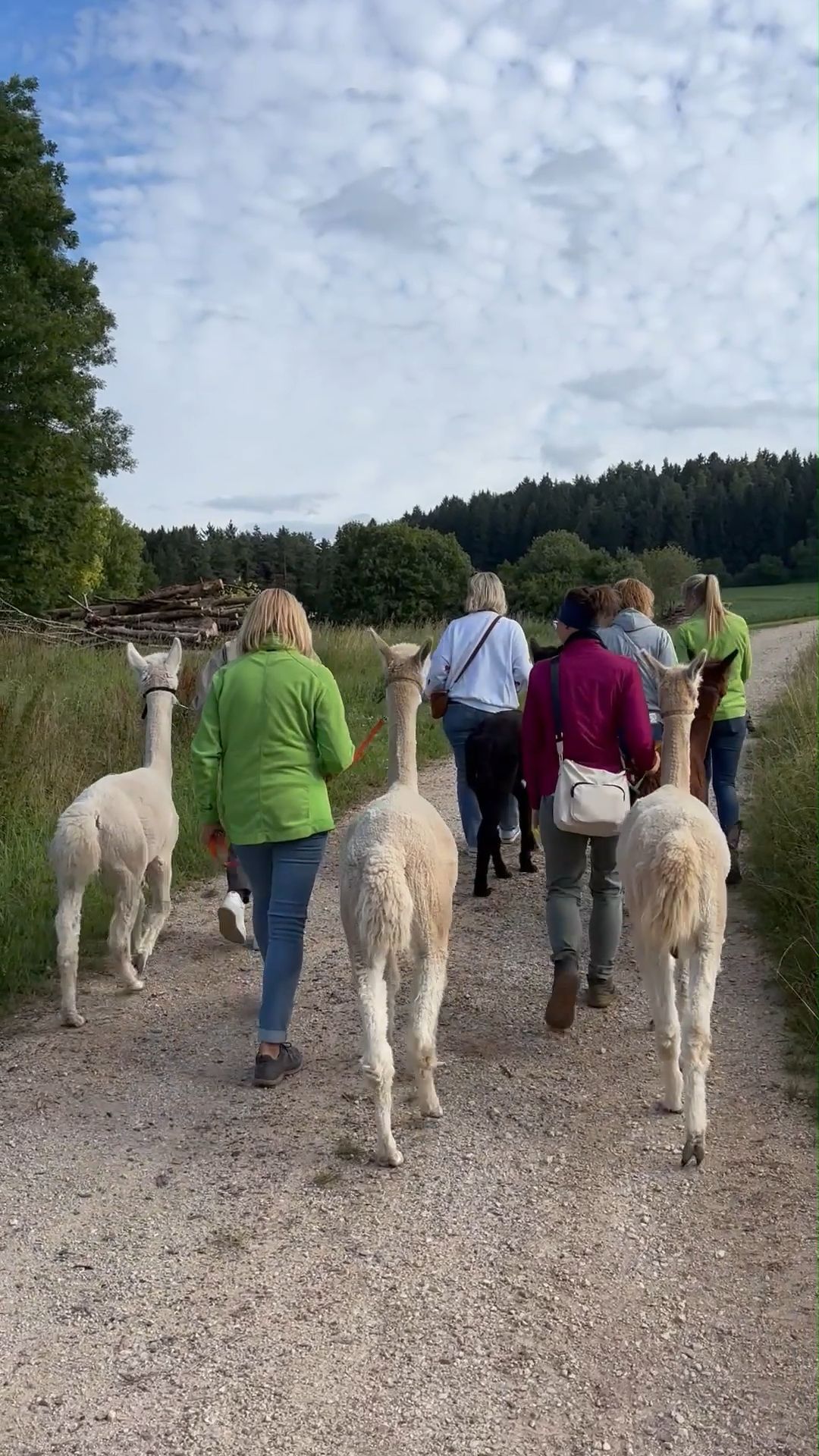 Video: Sommerserie HZ - Alpakawanderung