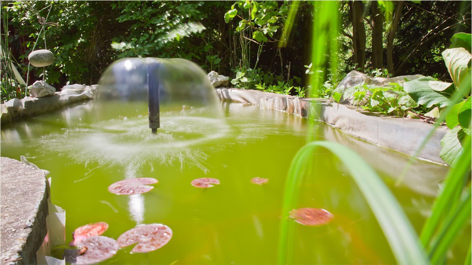Video: Algenplage im eigenen Gartenteich? So wird man den lästigen grünen Film wieder los