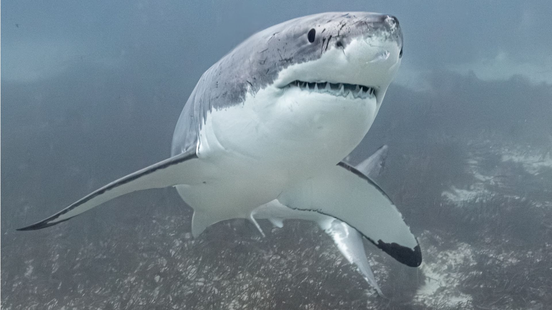 Video: Wieder Hai-Attacke in Australien: Mann im Meer vermisst - Zeugen berichten von verstörenden Szenen