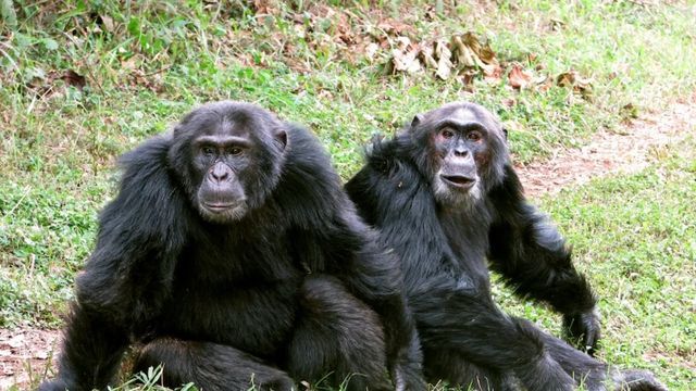 Video: In Uganda führen Schimpansen seit 10 Jahren "Bürgerkrieg"