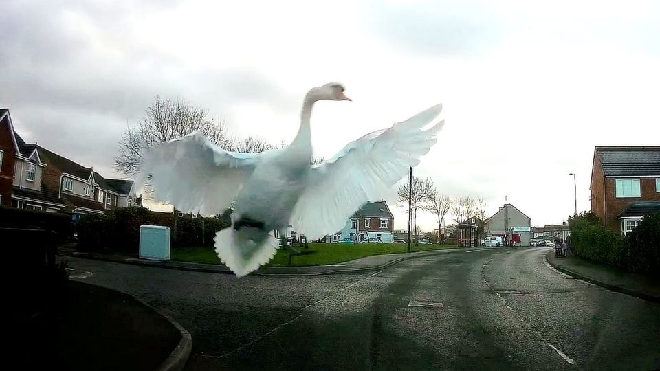 Schwan knallt in Windschutzscheibe und bleibt unverletzt