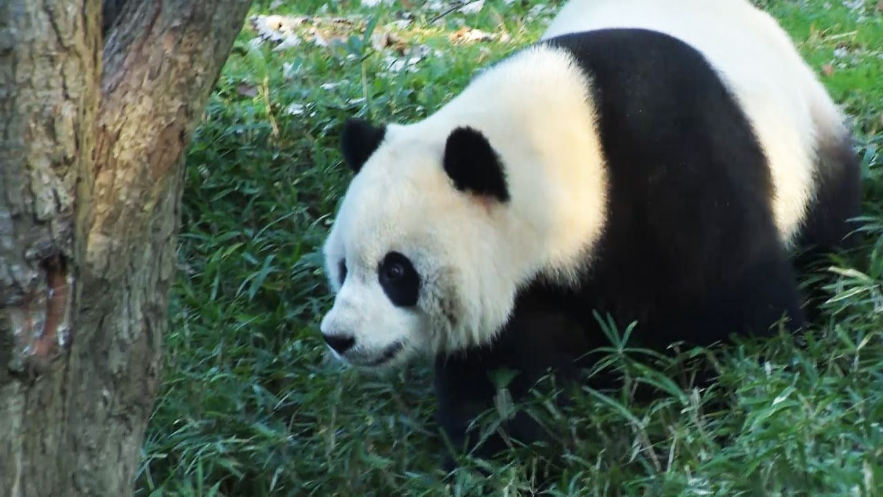 Spannungen zwischen den Ländern: Chinesische Pandas verlassen US-Zoo frühzeitig